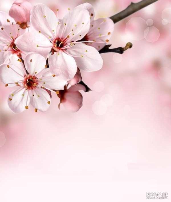 عکس شکوفه های بهاری برای تصویر زمینه عکس شکوفه های بهاری برای تصویر زمینه