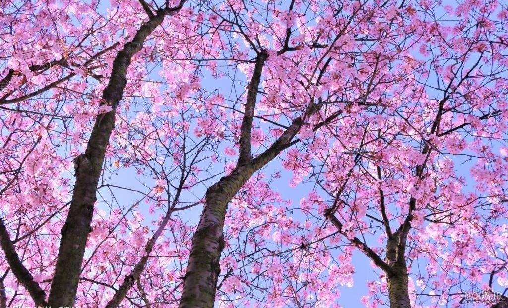 عکس شکوفه گیلاس برای پروفایل عکس شکوفه گیلاس برای پروفایل
