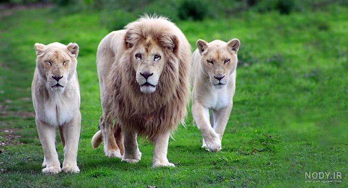 عکس شیر با تاج