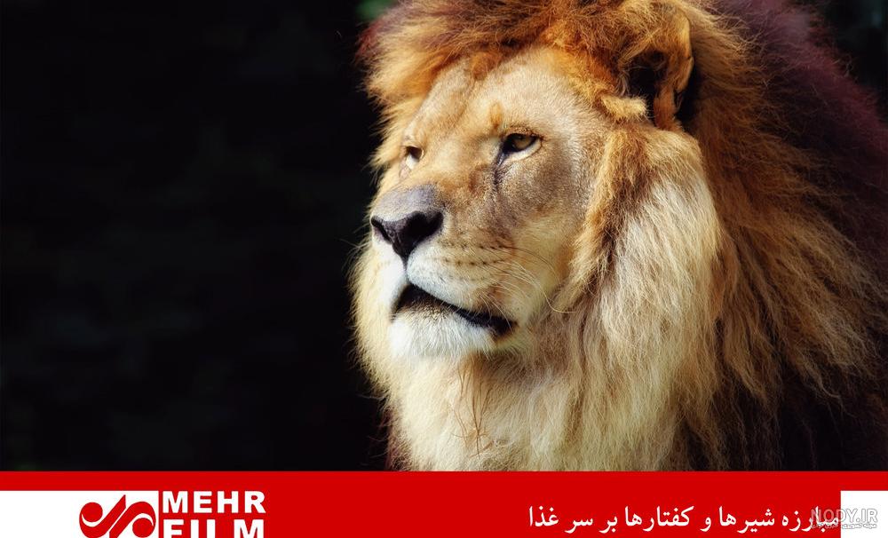 عکس شیر برای تصویر زمینه