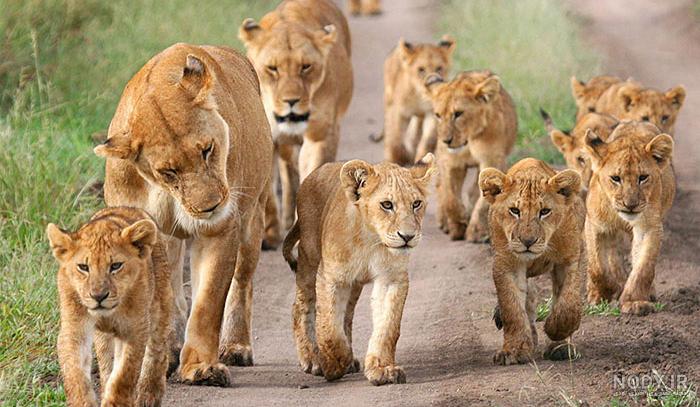 عکس شیر های پرسپولیس