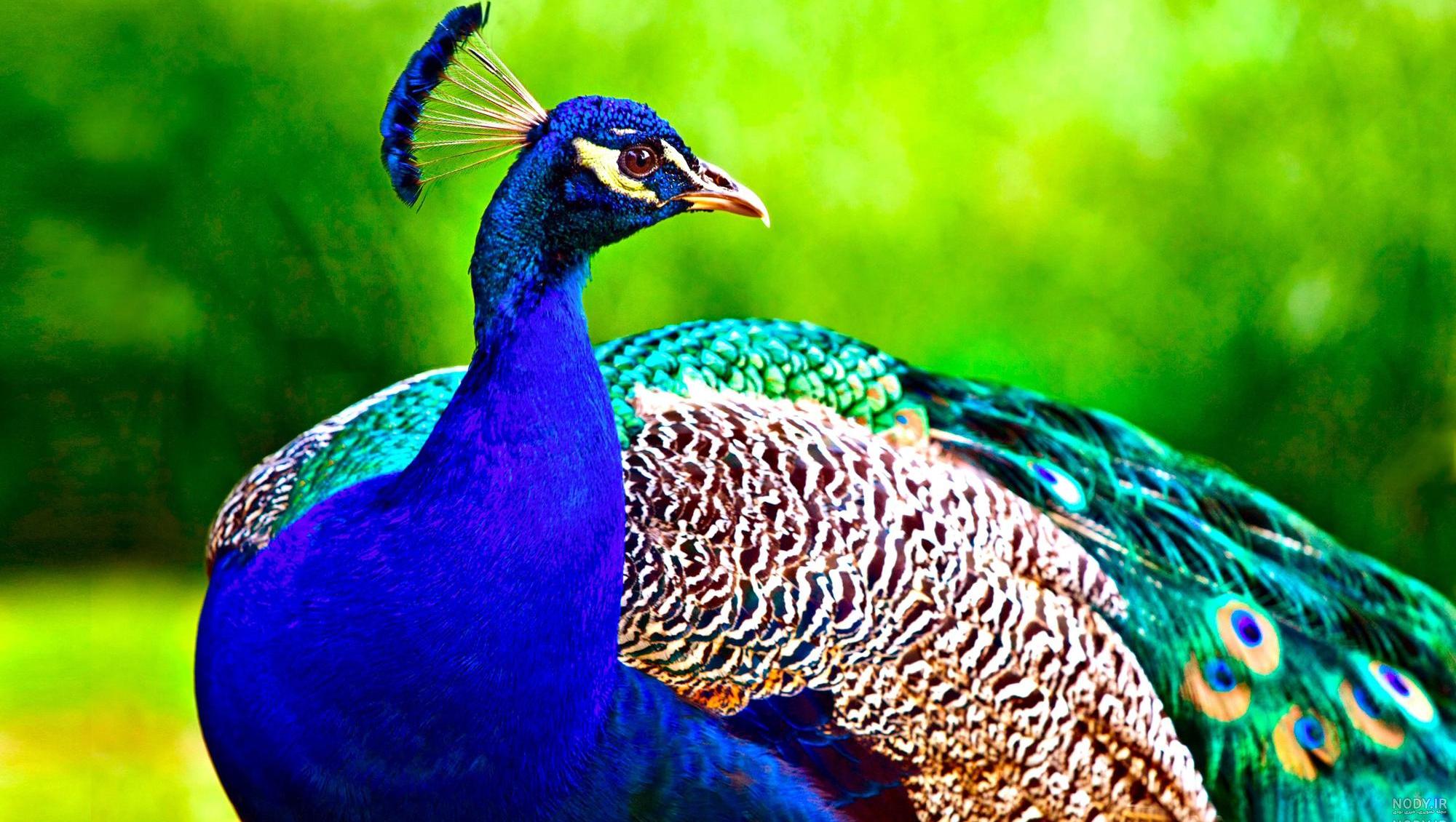 عکس طاووس صورتی