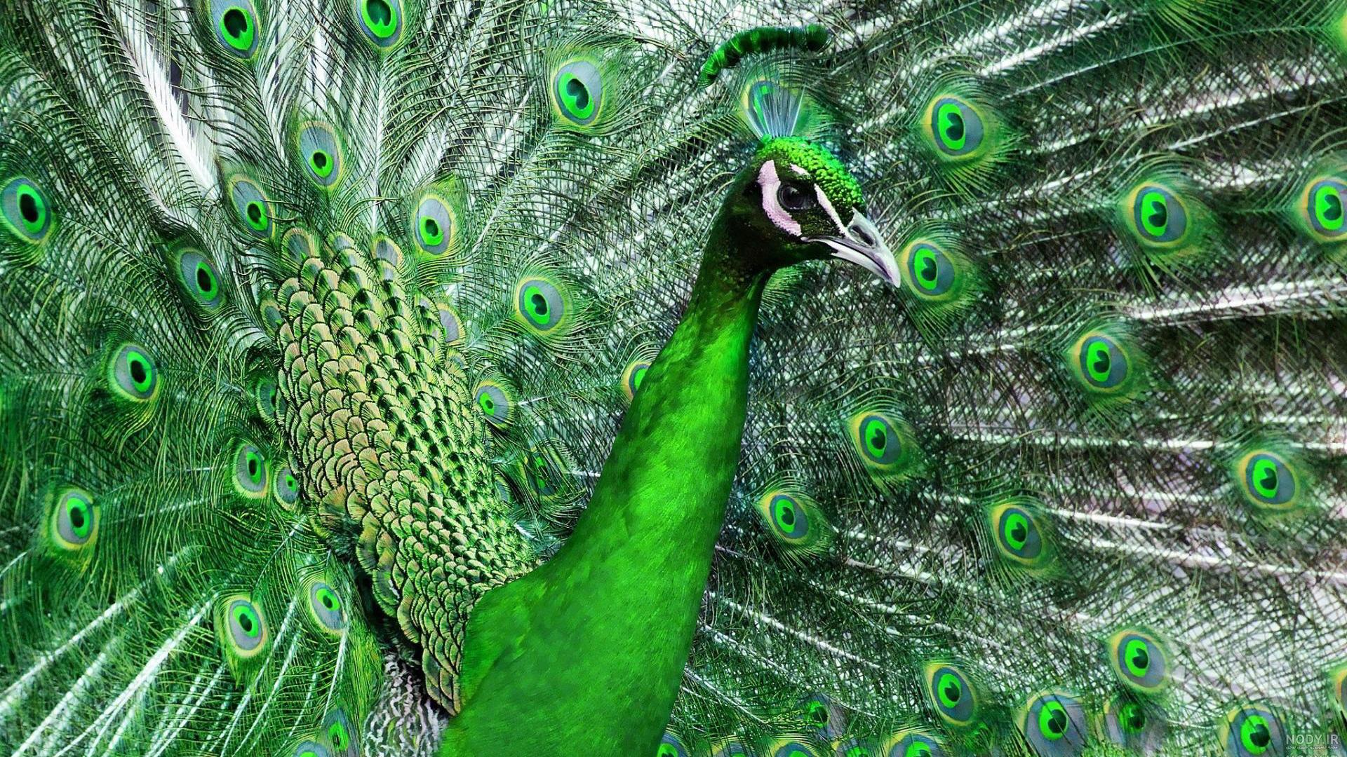 عکس طاووس ماده زیبا