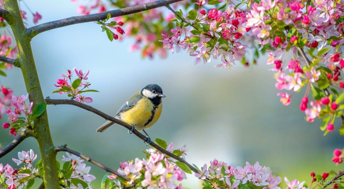 عکس فصل بهار عکس فصل بهار