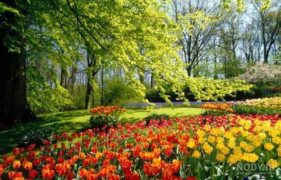 عکس منظره بهار عکس منظره بهار