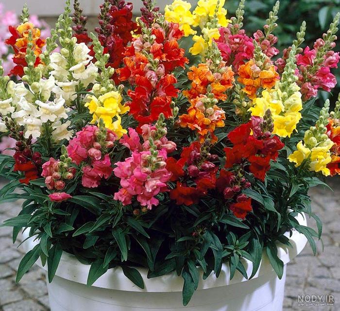 عکس میمون گل چینی