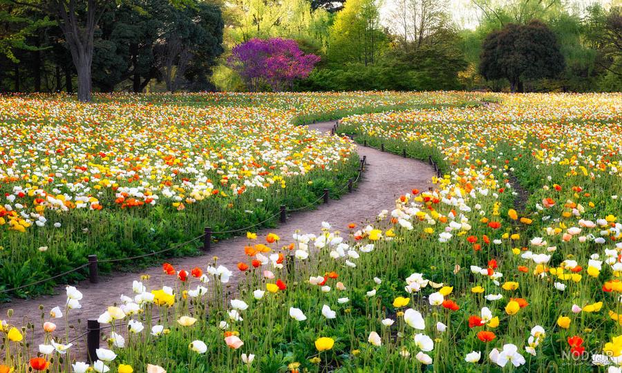 عکس ژاپنی برای پروفایل