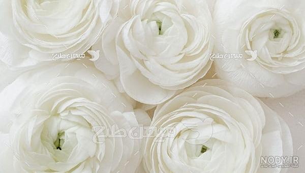 عکس گل داوودی زرد عکس گل داوودی زرد