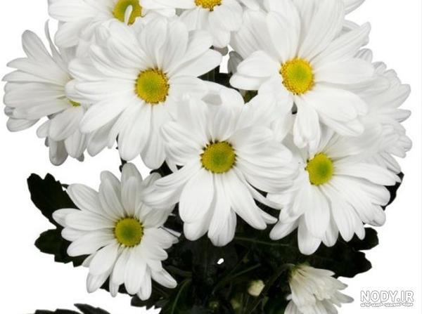 عکس گل داوودی مینیاتوری عکس گل داوودی مینیاتوری