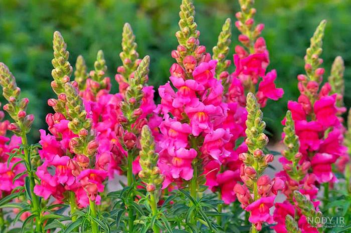 عکس گل میمون واقعی