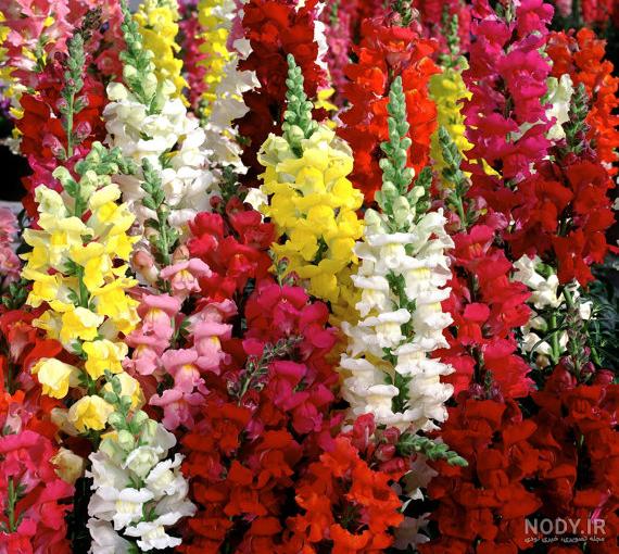 عکس گل میمون واقعی