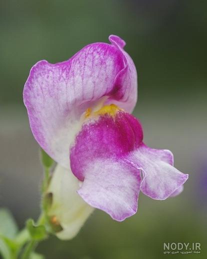 عکس گل میمون وحشی