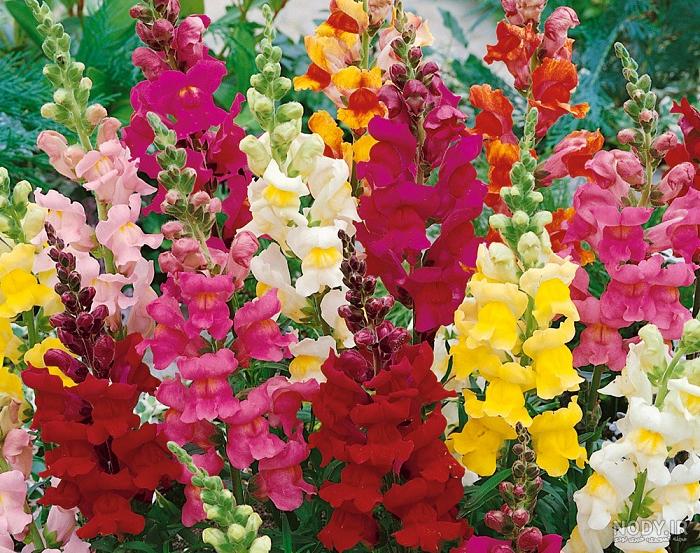 عکس گل میمون وحشی