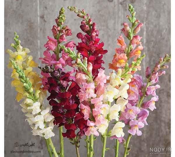 عکس گل میمونی