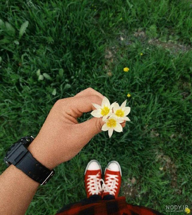عکس گل نرگس وحشی عکس گل نرگس وحشی