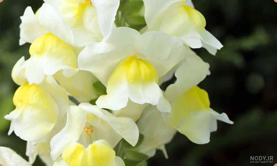 عکسهای گل میمونی