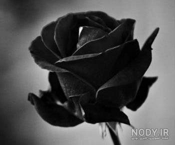 غمگین عکس گل رز مشکی برای پروفایل