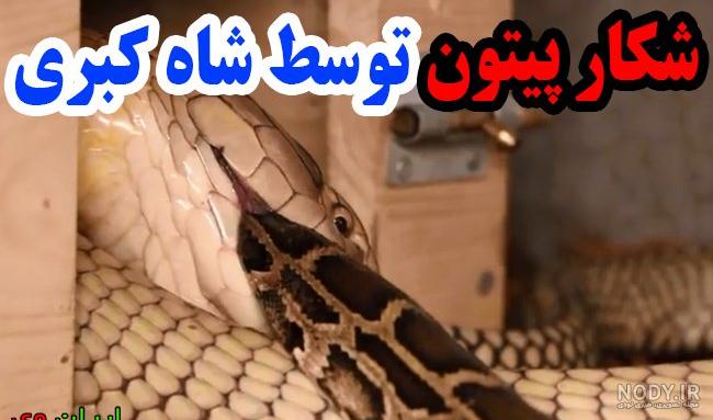 فیلم شکار مار بوا