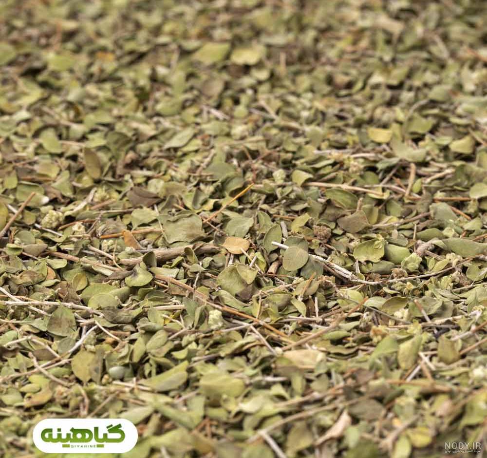 قیمت آویشن طبسی قیمت آویشن طبسی