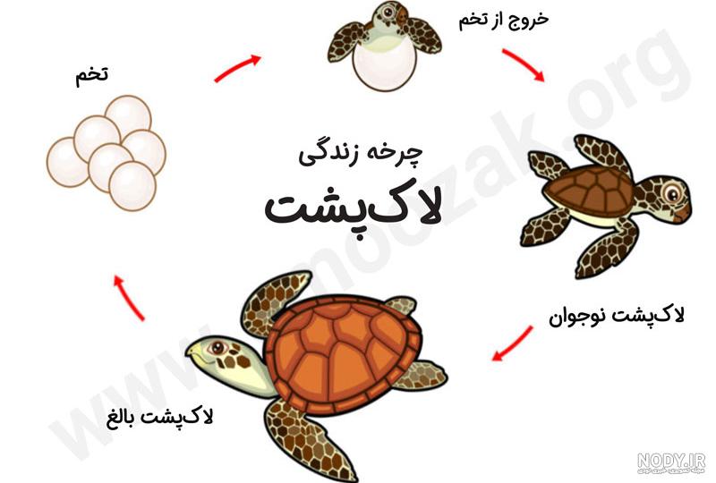 کاردستی لاک پشت با بطری نوشابه