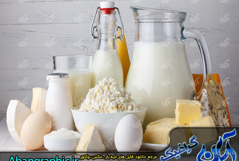 بزرگترین شیر جهان چند کیلو است بزرگترین شیر جهان چند کیلو است