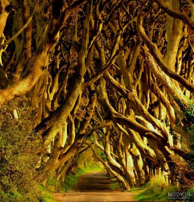 عکس پروفایل طبیعت فانتزی