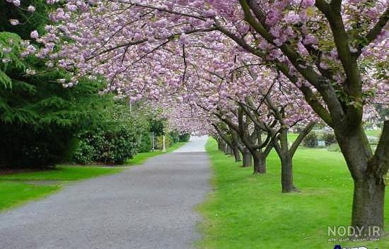 عکس پروفایل طبیعت فانتزی