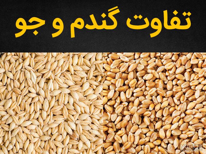 آرد جو از کجا بخریم آرد جو از کجا بخریم
