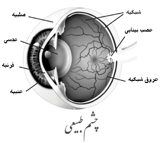 اجزای چشم انسان اجزای چشم انسان