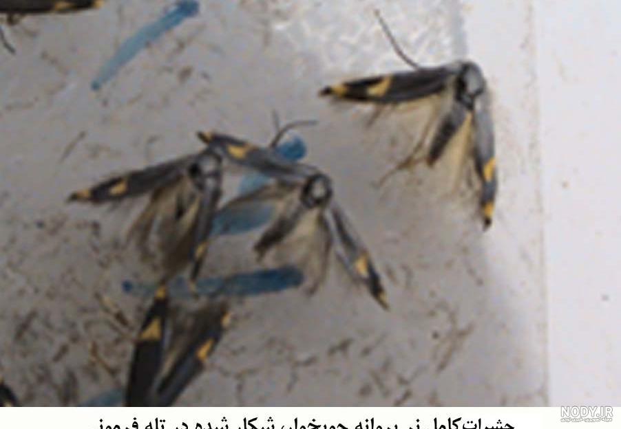 تله پروانه چوبخوار پسته تله پروانه چوبخوار پسته