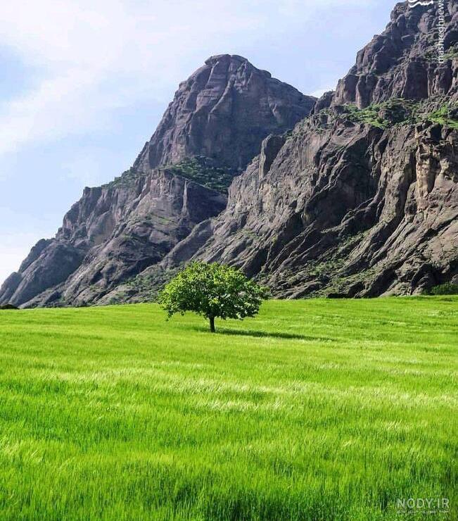 زیباترین عکس گل رز زرد زیباترین عکس گل رز زرد