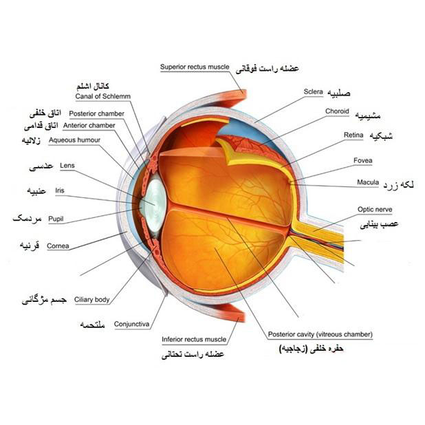 ساختمان چشم علوم پنجم ساختمان چشم علوم پنجم