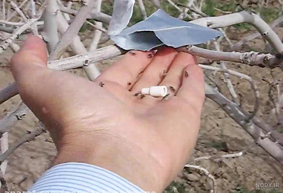 سوسک چوبخوار پسته سوسک چوبخوار پسته