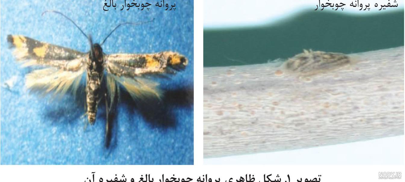 سوسک چوبخوار پسته سوسک چوبخوار پسته