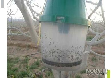 سوسک چوبخوار پسته سوسک چوبخوار پسته