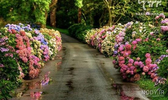 عکس از طبیعت زیبا