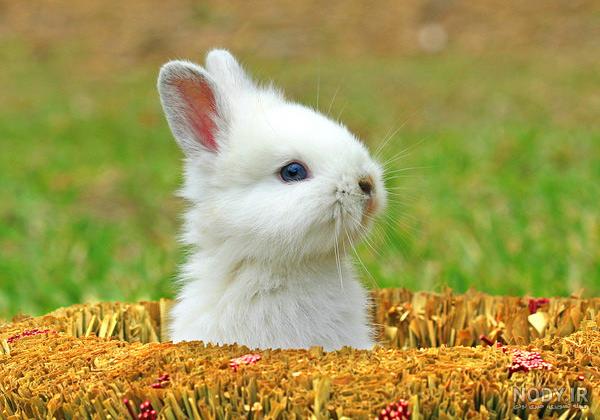 عکس خرگوش سیاه عکس خرگوش سیاه