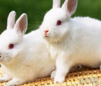 عکس خرگوش عروسکی عکس خرگوش عروسکی