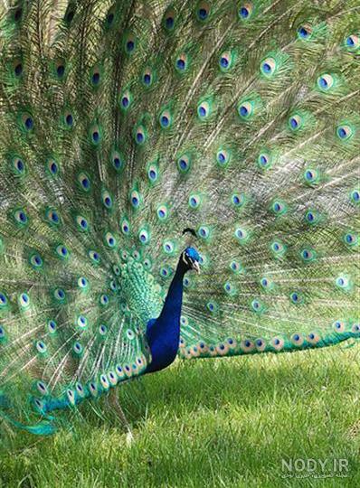 عکس طاووس برای تصویر زمینه