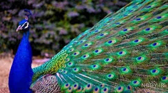عکس طاووس ماده زیبا