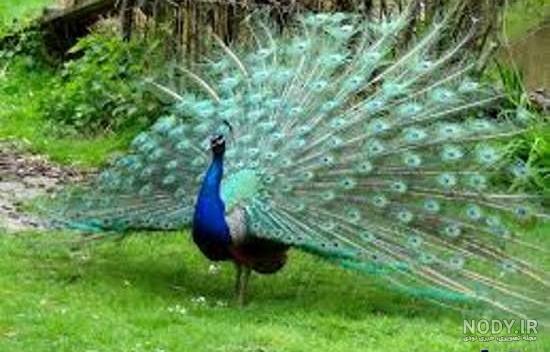 عکس طاووس ماده زیبا