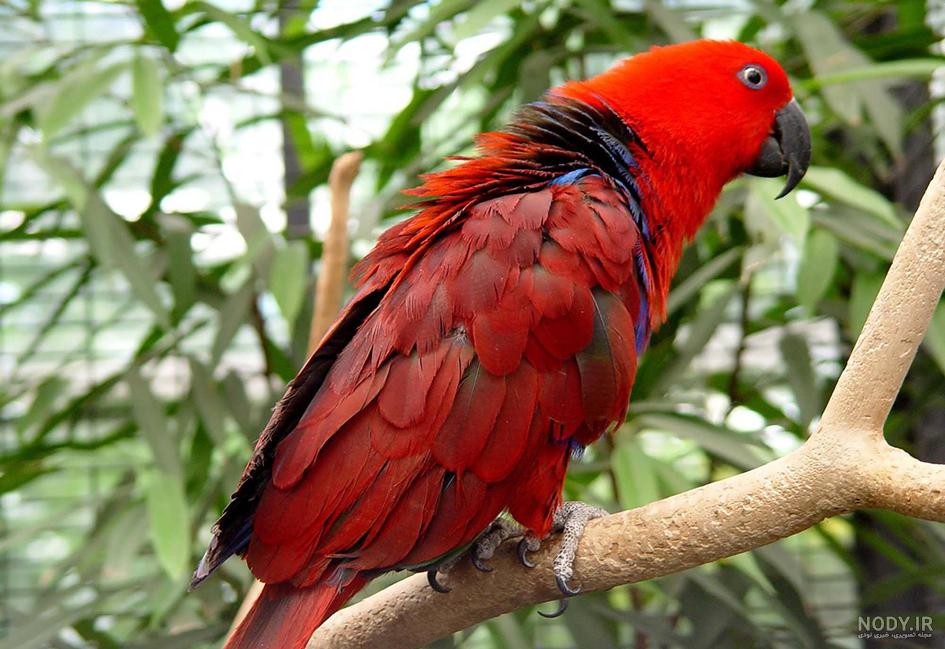 عکس طوطی سبز عکس طوطی سبز