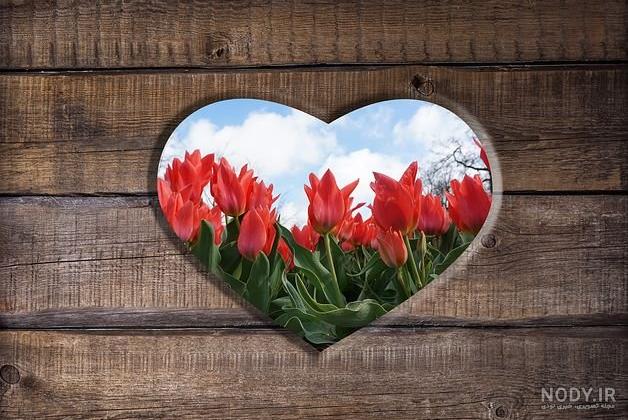 عکس گل سرخ بسیار زیبا