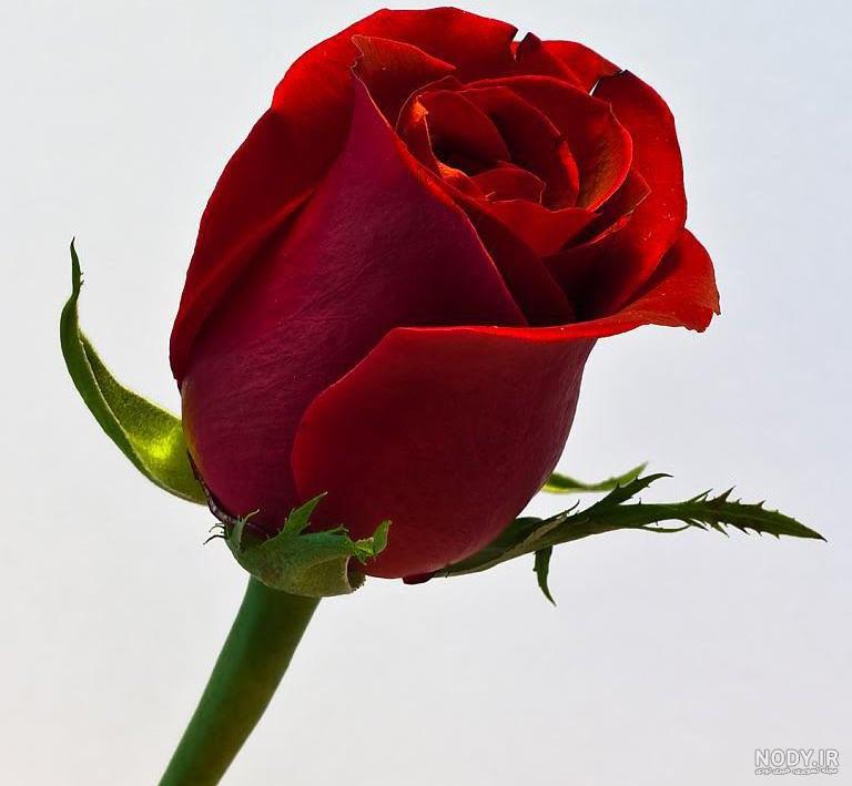 عکس گل سرخ زیبا جدید