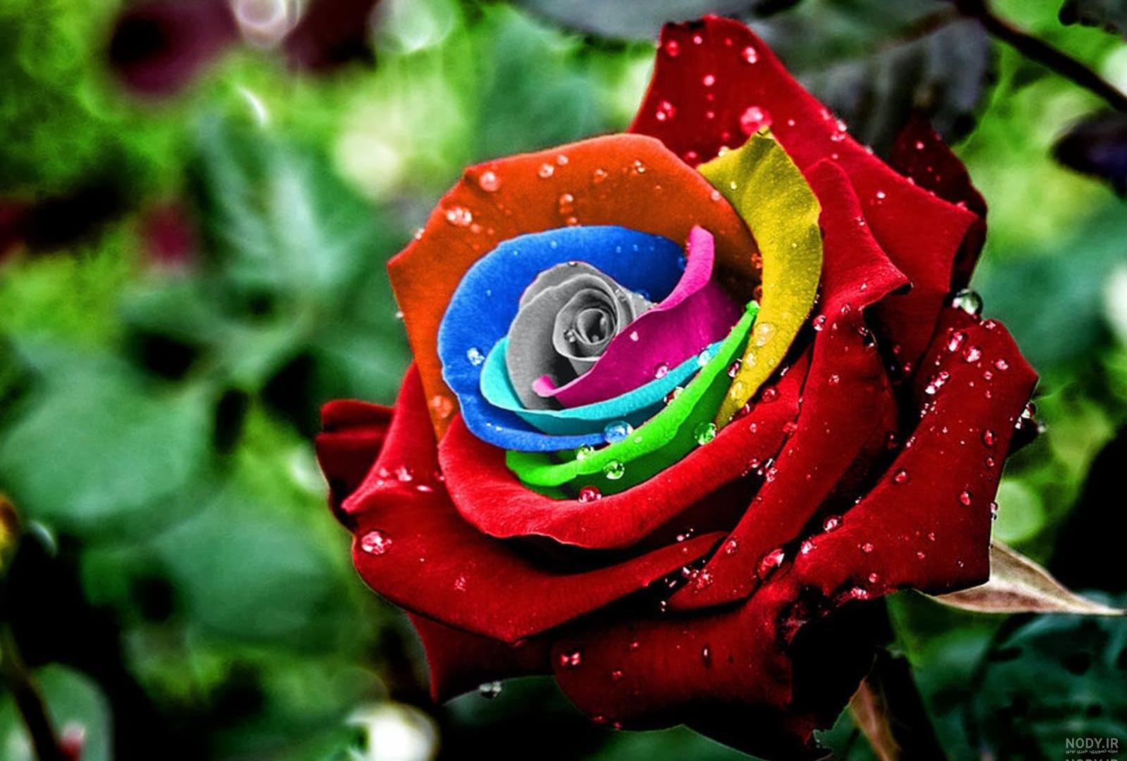 عکس گل نوشته دار