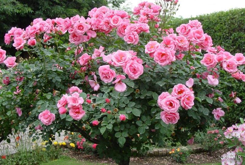 عکسهای شیک بهاری عکسهای شیک بهاری