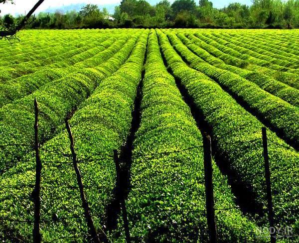 قیمت چای بهاره ۱۴۰۰