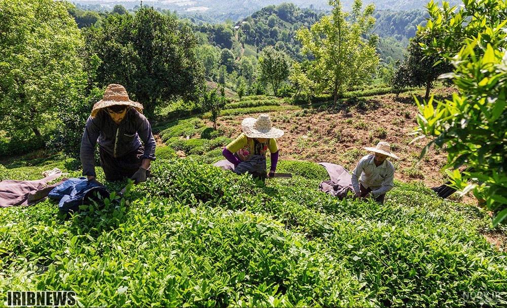 قیمت چای لاهیجان