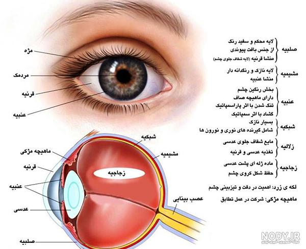 نقاشی ساختمان چشم نقاشی ساختمان چشم