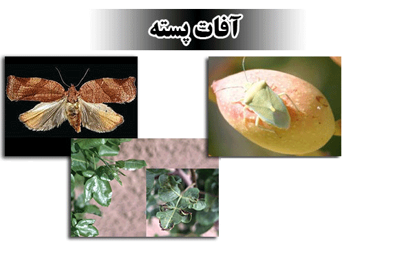 پروانه سرشاخه خوار پسته پروانه سرشاخه خوار پسته